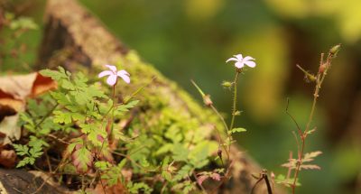 Two white flowers next to each other surrounded by green grass and leaves