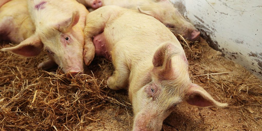 1597035899706_default