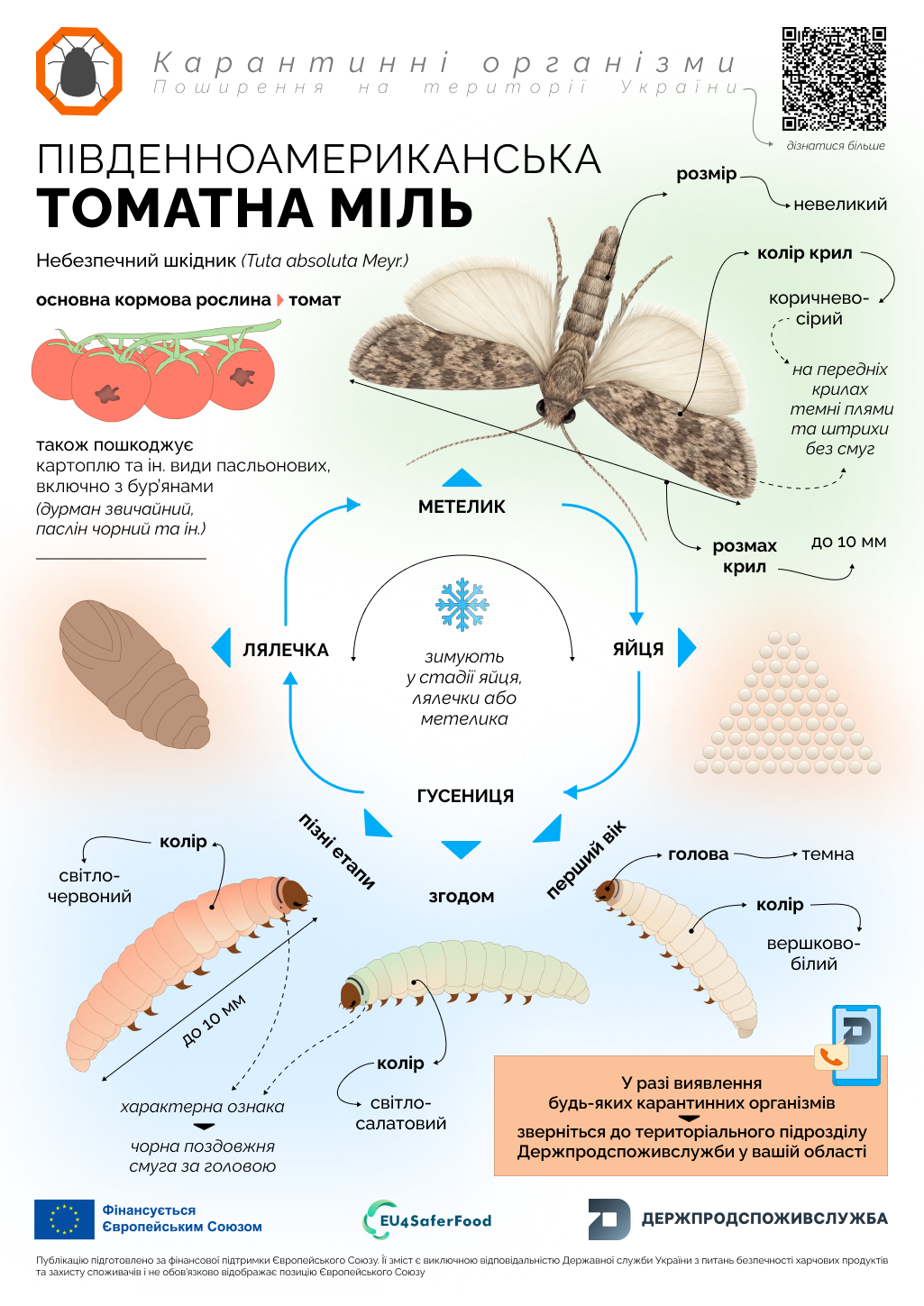 1_томатна міль_карантинні організми (2)