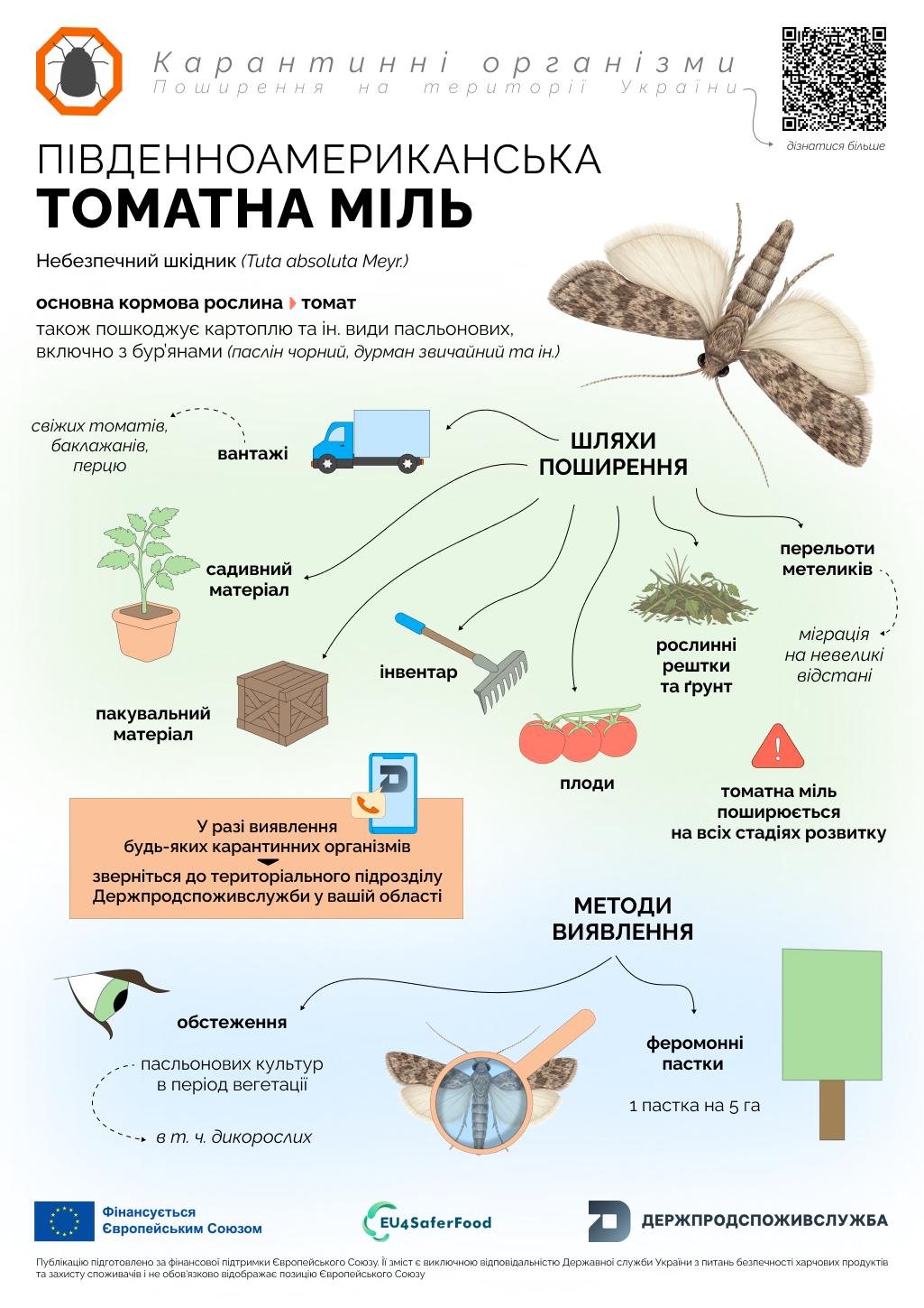 3_томатна міль_карантинні організми (1)