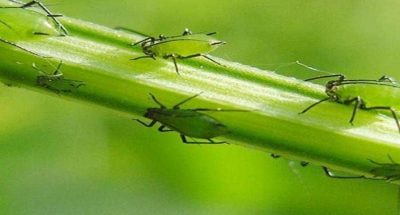 Gelihryzova-popelytsya-mozhe-znyshhyty-do-70-urozhayu-sonyashnyka