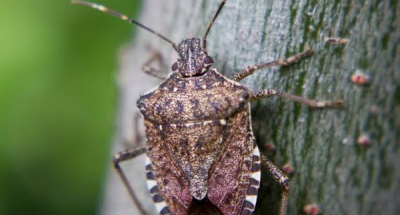 img_55a1c31c2f8ae1c732965bcb6ddbc9f2