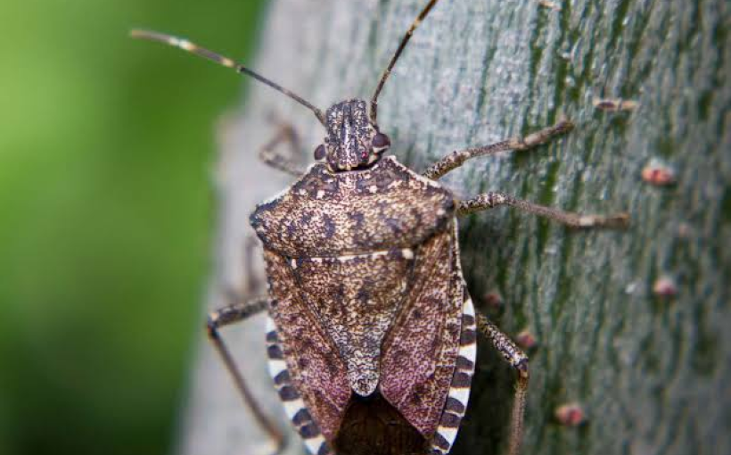 img_55a1c31c2f8ae1c732965bcb6ddbc9f2