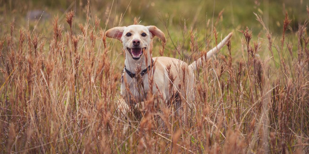 A closeup shot of a labrador hifon a brown grass field