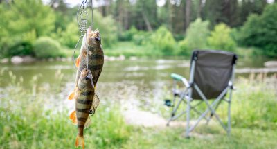 Perch on fishing-rod on a blurred lake background. wild fishing concept.