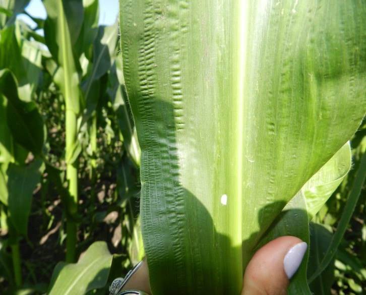 photo_2025-07-10_14-57-29