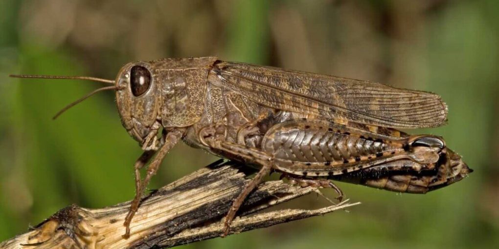 sarana-27-06-2024-1-1200x768