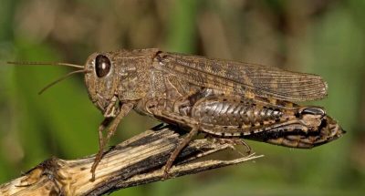 sarana-27-06-2024-1-1200x768