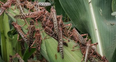 sarana-27-06-2024-golovna