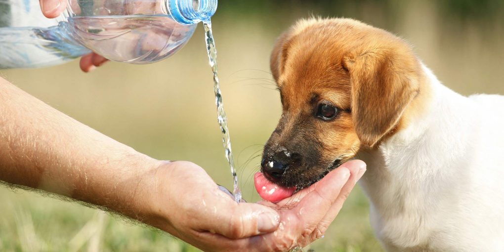 why-is-my-dog-sick-after-drinking-water