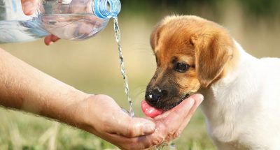 why-is-my-dog-sick-after-drinking-water