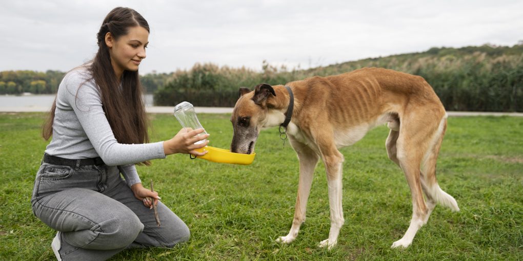 zensina-vid-sboku-daet-sobake-vodu