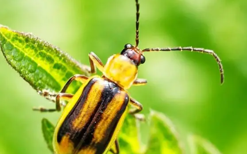 img_001b6983f03c13c8f53630c555fb16aa