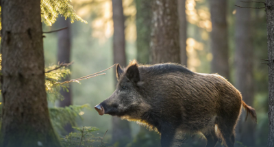 img_15a2442bac0a066c8b59a8baf40b562e