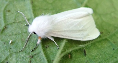 img_8c0b01ca1960492920cefeb7b3ccf74c