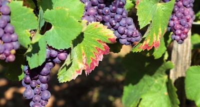 Red wine grapes growing in a vineyard in the Burgundy region of France