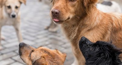 lots-cute-rescue-dogs-shelter-waiting-be-adopted_23-2148682950
