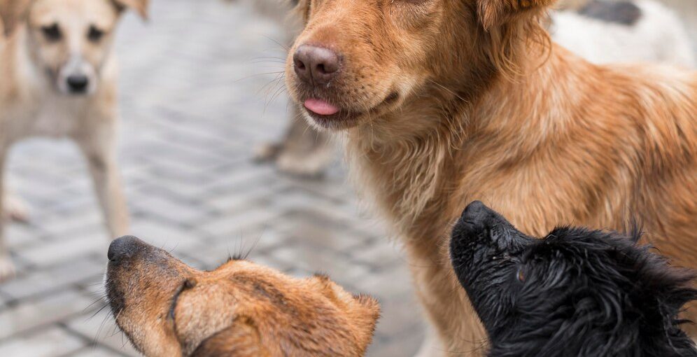 lots-cute-rescue-dogs-shelter-waiting-be-adopted_23-2148682950