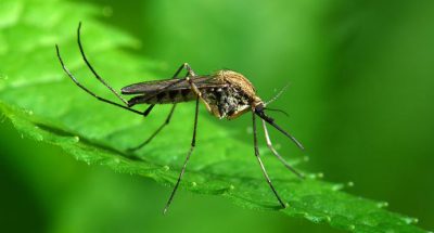 ne_vse_nasekomye_odinakovo_bezopasny_01