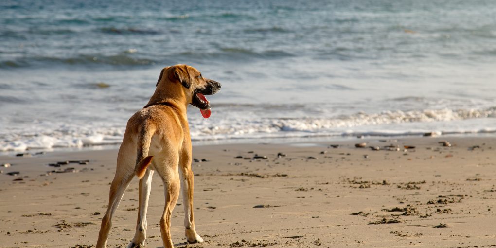 A cute Black Mouth Cur dog standing on the sandy beach by the beautiful ocean on a sunny day