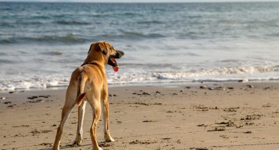 A cute Black Mouth Cur dog standing on the sandy beach by the beautiful ocean on a sunny day
