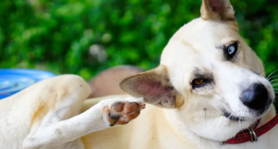 dog-scratching-itchy-ear