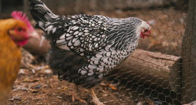 pexels-emmacate-19972944