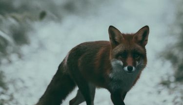 004c30d1-de0f-4069-bd64-d4896ed66540