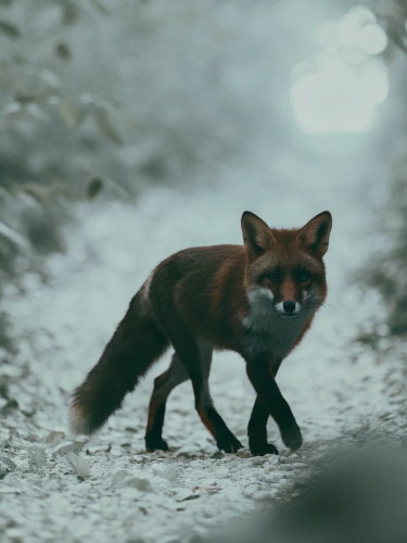 004c30d1-de0f-4069-bd64-d4896ed66540