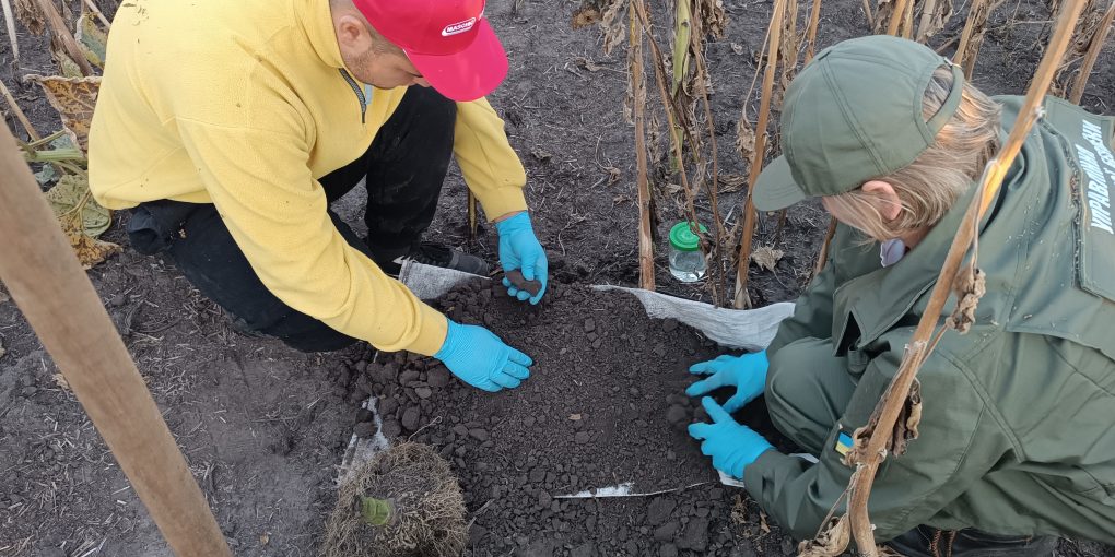 Березова Рудка