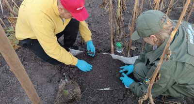 Березова Рудка