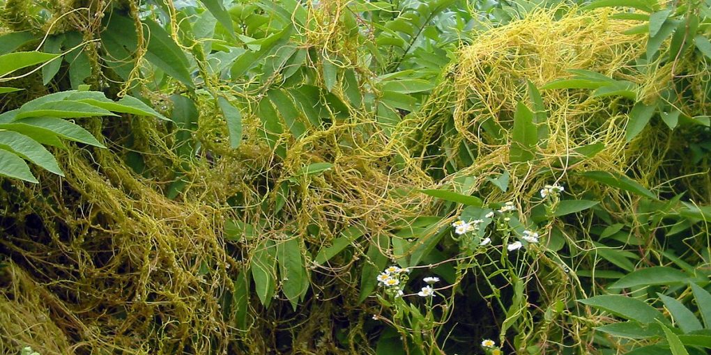 Cuscuta_europaea_bgiu