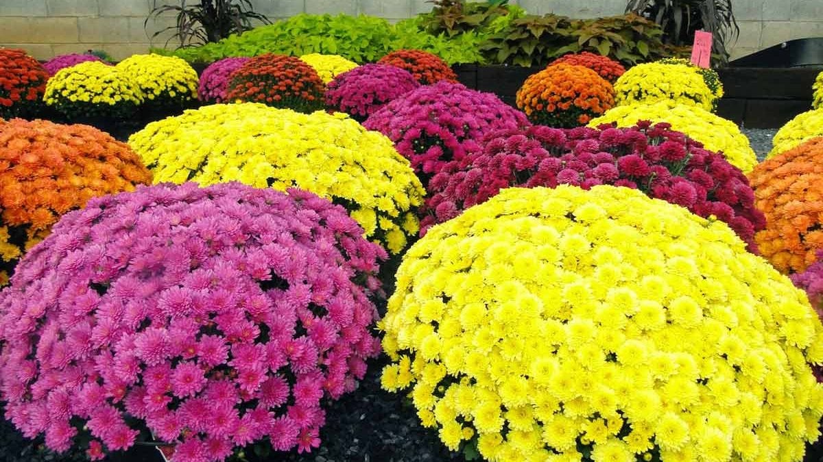 hryzantemy-yak-sadyty-i-doglyadaty