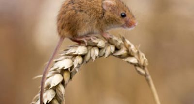 Harvest Mouse (Micromys minutus) sat on ear of Corn, Feeding, Cornwall, Uk