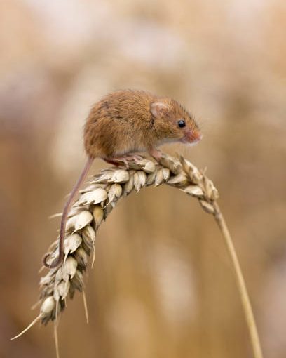 Harvest Mouse (Micromys minutus) sat on ear of Corn, Feeding, Cornwall, Uk