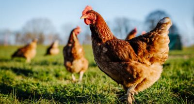 Chicken or hen on a green meadow. Selective sharpness. Several chickens out of focus in the background