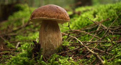 Cep or Boletus Mushroom growing on lush green moss in a forest, low angle view (Boletus edulis)