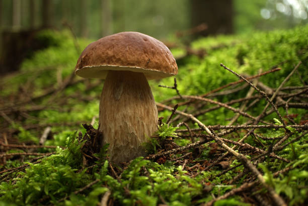 Cep or Boletus Mushroom growing on lush green moss in a forest, low angle view (Boletus edulis)