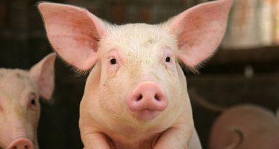 Pig leaning over the railing of his cot
