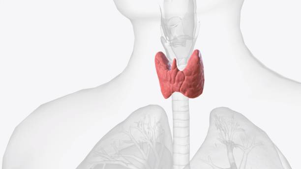 The thyroid, or thyroid gland, is an endocrine gland in vertebrates .
