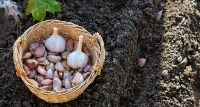 Cloves of garlic in wicker basket on black soil background in autumn time, preparing for growing homegrown garlic, copy space