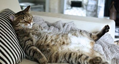 Little bit overweight tabby cat know how to relax, nice pose on the back showing big belly
