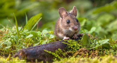 Wild Wood mouse peeking from behind a log on the forest floor