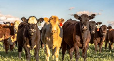 A group of crossbred heifers standing in ryegrass pasture in the Spring