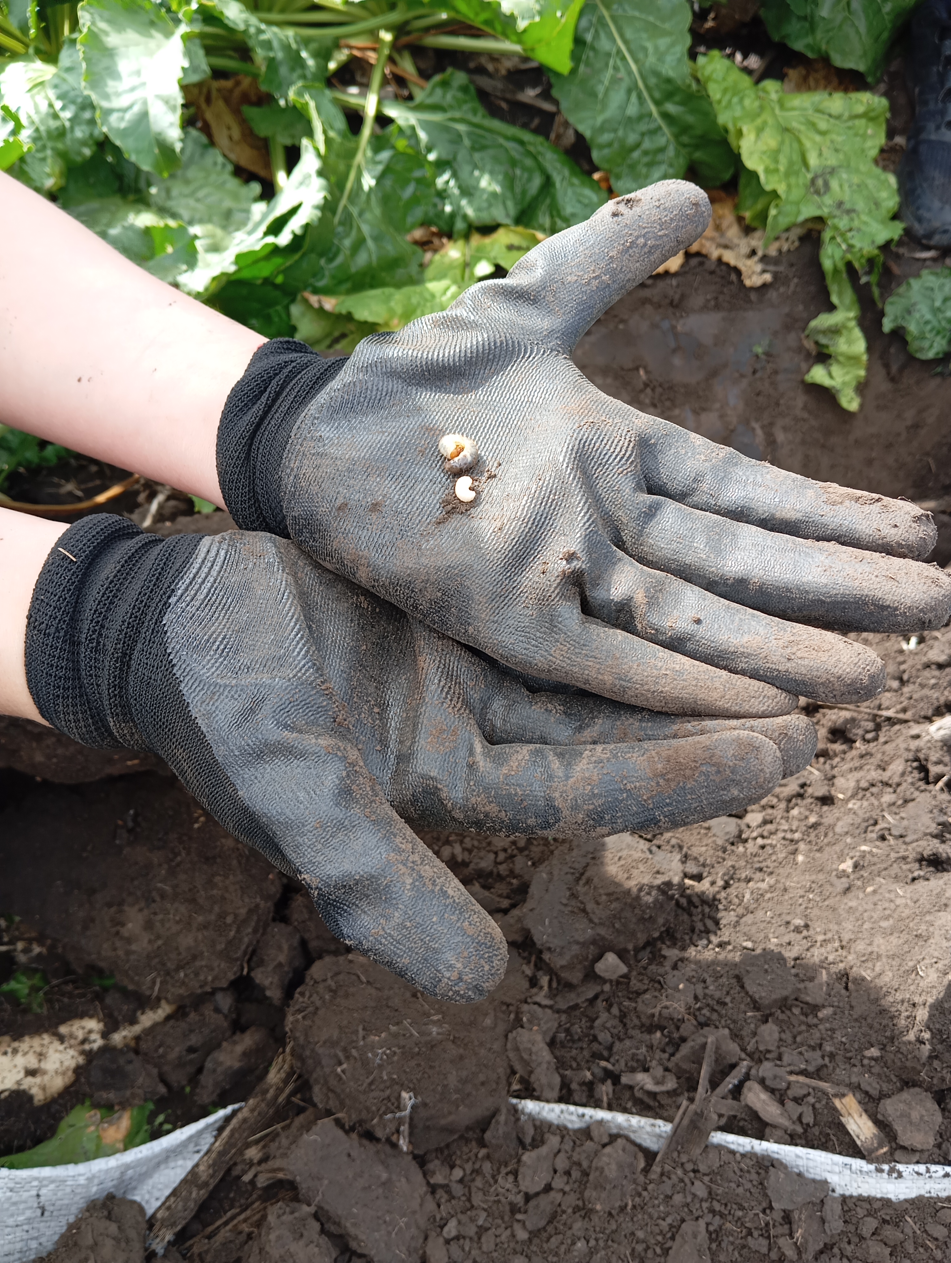 личинка травневого хруща та личинка довгоносика