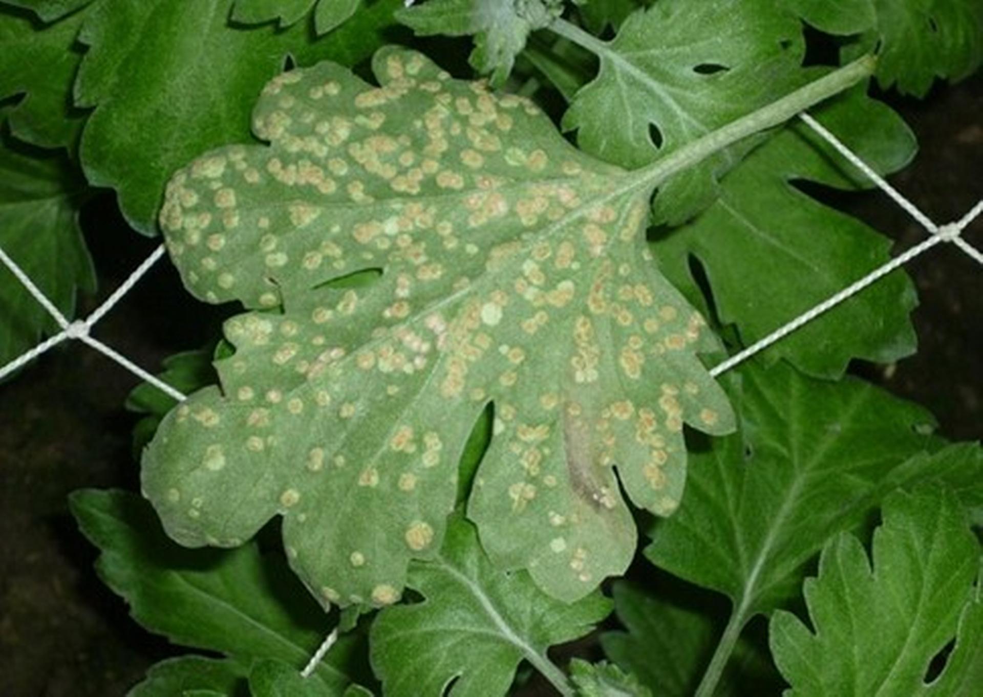 material-1729172963277-name-1729172963278