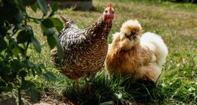 pexels-butwhosamy-2156042921-34200784