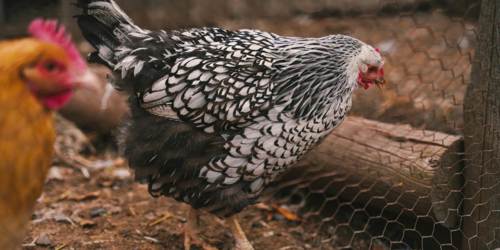 pexels-emmacate-19972944