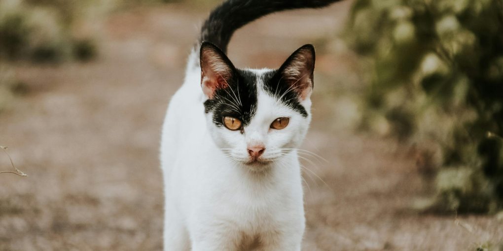 pexels-jerichovien-17396373