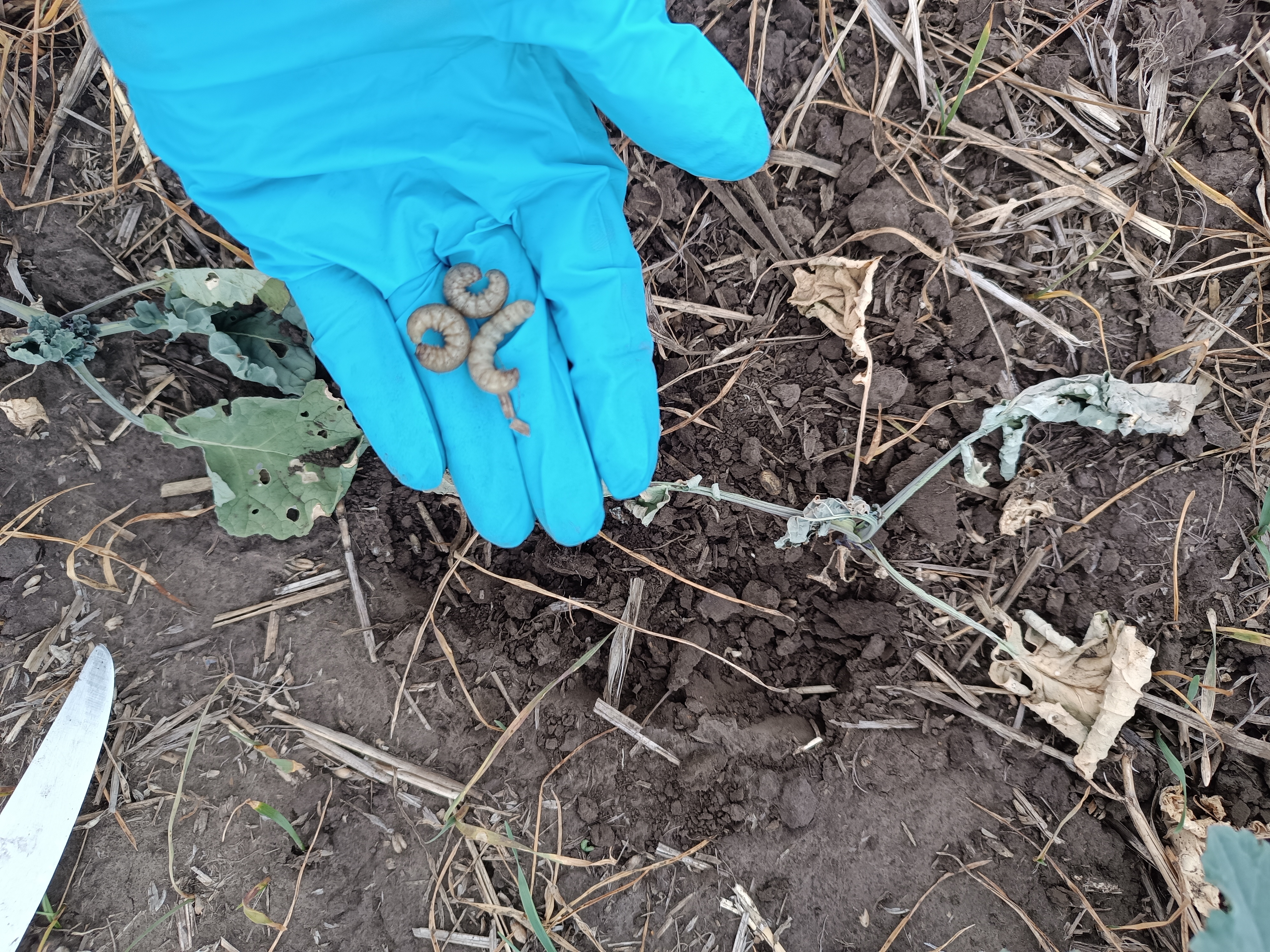 совка озима